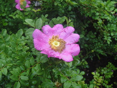 Rosa roxburghii
