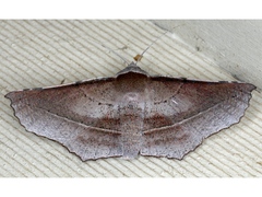 Oenochroma vetustaria