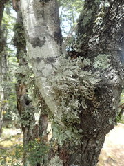 Sphaerophorus stereocauloides
