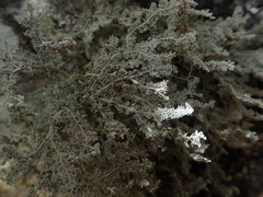 Sphaerophorus stereocauloides