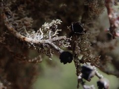Sphaerophorus stereocauloides