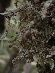 Sphaerophorus stereocauloides