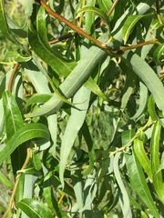 Salix babylonica tortuosa
