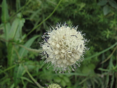 Dipsacus inermis
