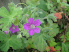 Geranium nepalense thunbergii