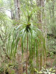 Dracophyllum elegantissimum
