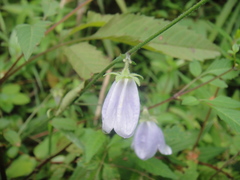 Adenophora stricta