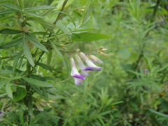 Amphicarpaea edgeworthii