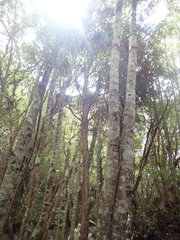 Dracophyllum elegantissimum