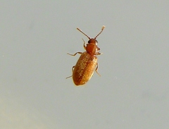 Cryptophagus acutangulus