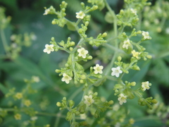 Patrinia monandra