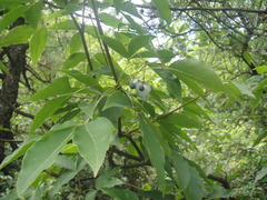 Gamblea ciliata evodiifolia
