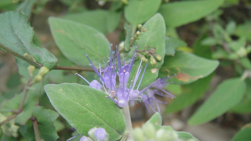 Pale Bluebeard (Caryopteris forrestii)