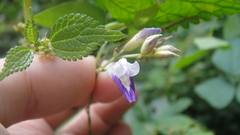 Amphicarpaea edgeworthii