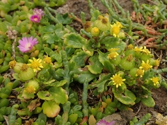 Senecio sterquilinus
