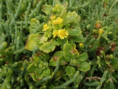 Senecio sterquilinus