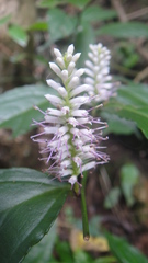 Veronicastrum stenostachyum