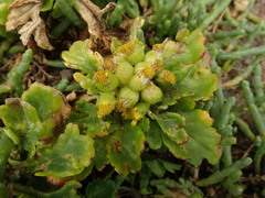 Senecio sterquilinus
