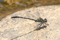 Hemigomphus theischingeri