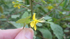 Corchoropsis crenata