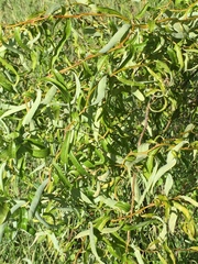 Salix babylonica tortuosa