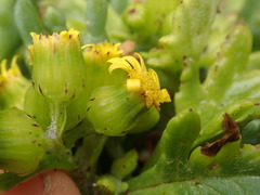 Senecio sterquilinus