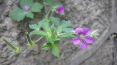 Geranium nepalense thunbergii