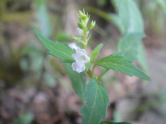 Mosla pauciflora