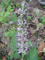 Comanthosphace ningpoensis