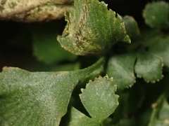 Phytomyza scolopendri