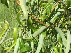 Salix babylonica tortuosa