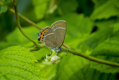 Satyrium pruni