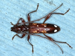 Coptocercus biguttatus