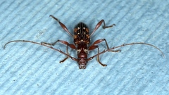 Coptocercus biguttatus