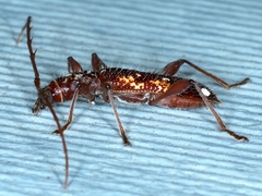 Coptocercus biguttatus