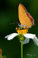 Heliophorus