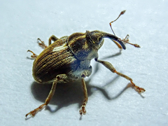 Neoglocianus maculaalba