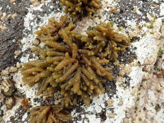 Splachnidium rugosum