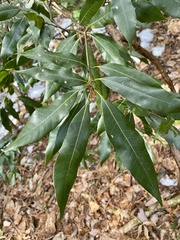 Quercus myrsinifolia