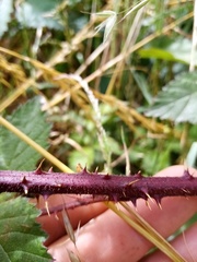 Rubus echinatus