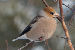 Coccothraustes coccothraustes