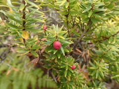 Leptecophylla robusta