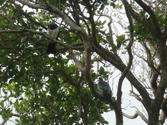 Hemiphaga chathamensis