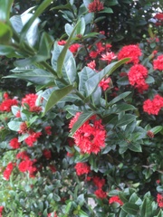 Ixora