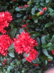 Ixora