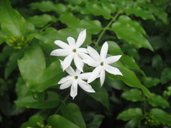 Jasminum elongatum