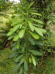 Pseudopanax chathamicus