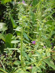 Limnophila chinensis