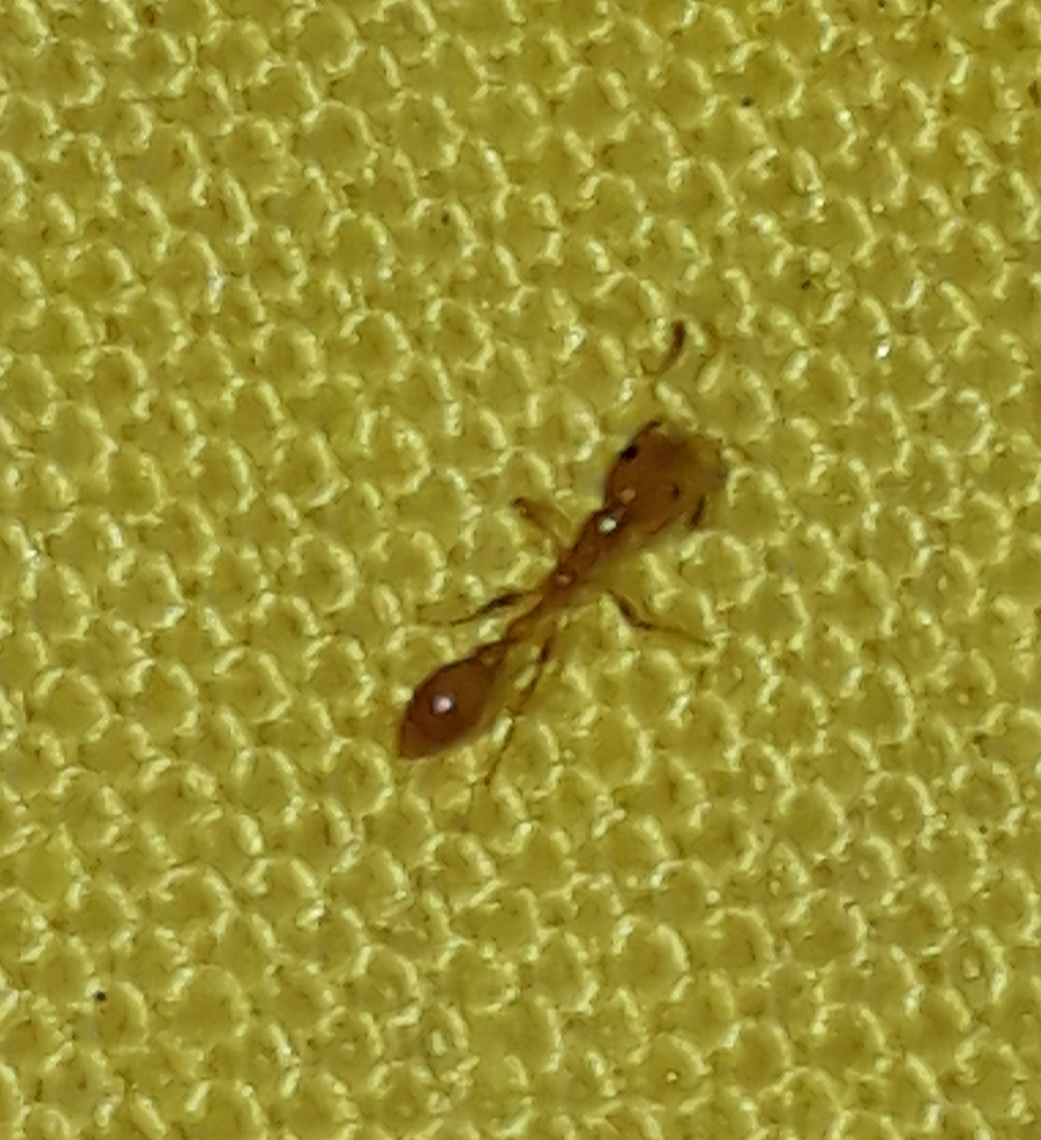 Tetraponera emeryi