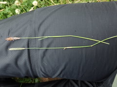 Alopecurus geniculatus